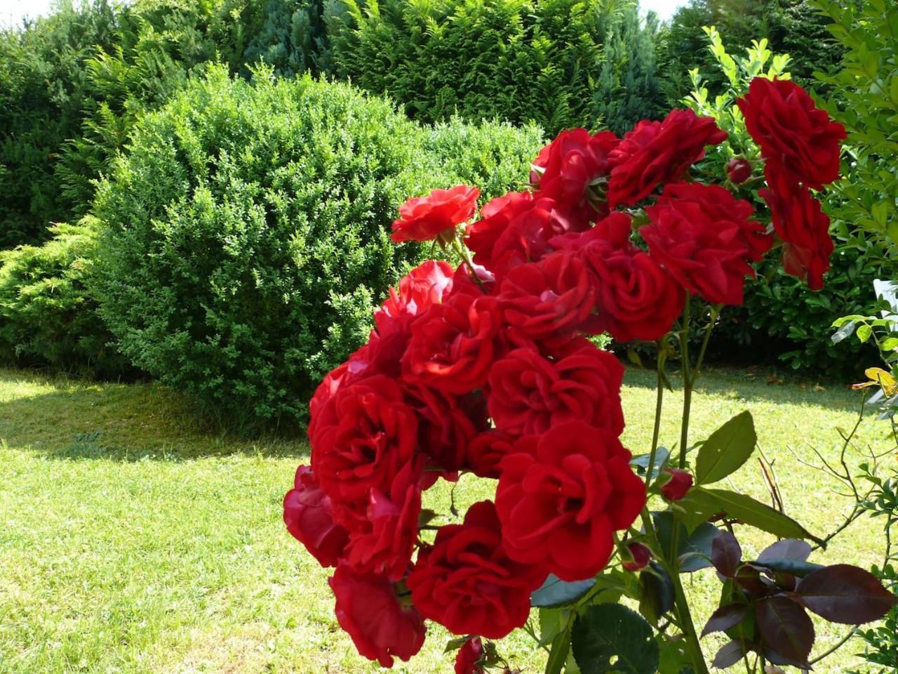 J Daire Kreuztal Dış mekan fotoğraf